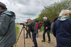 Les oiseaux de la Vallée de la Seille